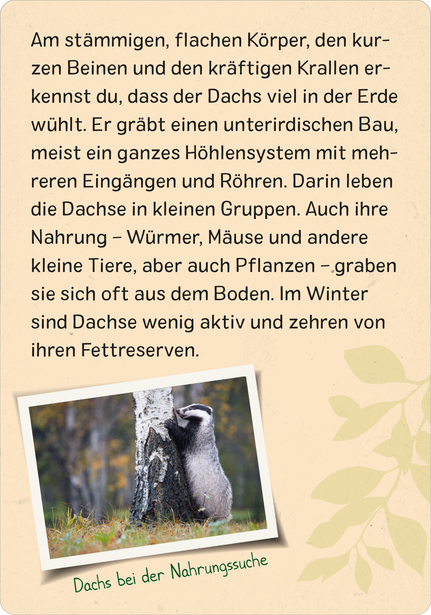 Naturforscher-Kids – Wald