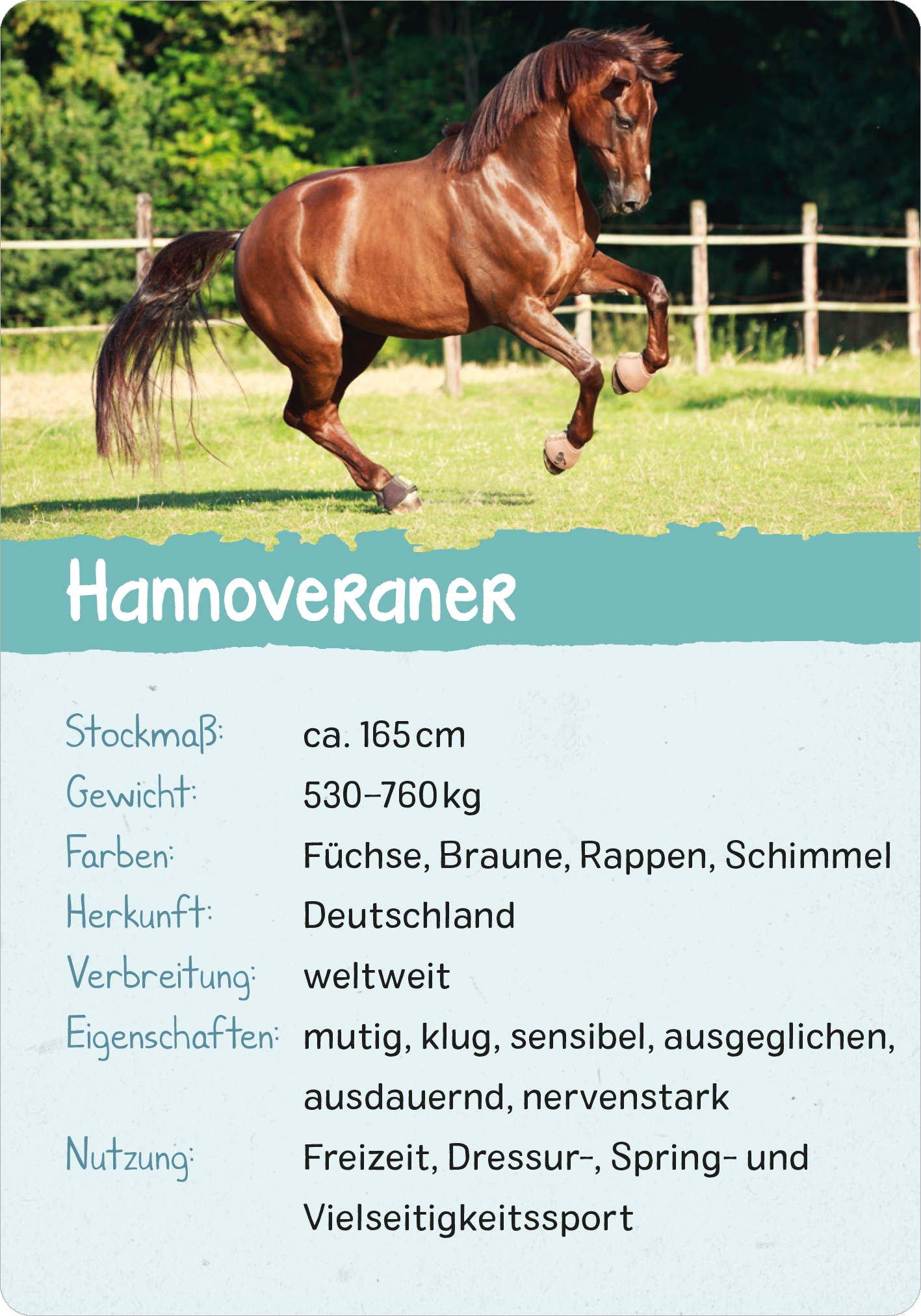 Naturforscher-Kids – Pferde & Ponys