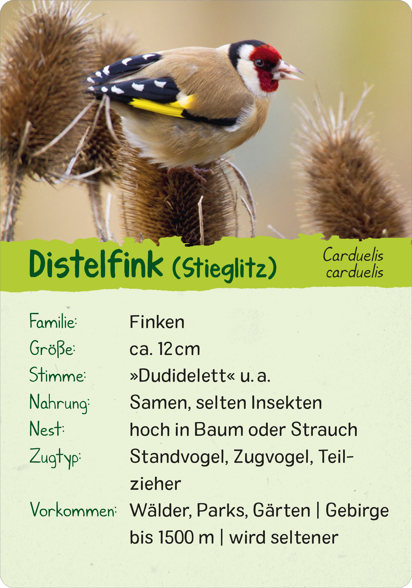 Naturforscher-Kids – Vögel