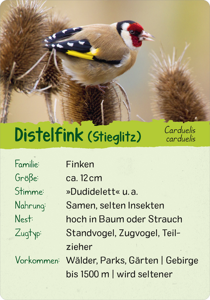 Naturforscher-Kids – Vögel