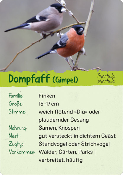 Naturforscher-Kids – Vögel