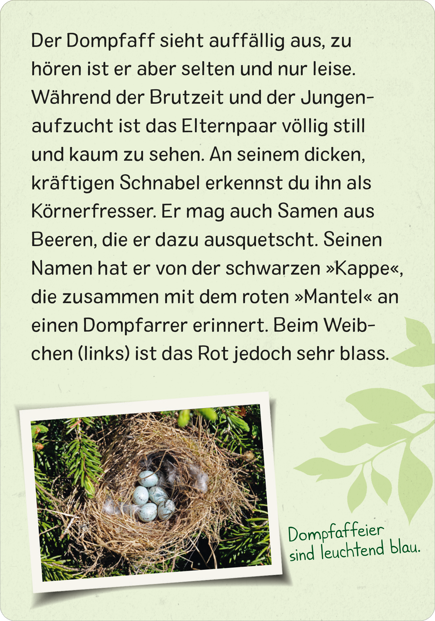 Naturforscher-Kids – Vögel