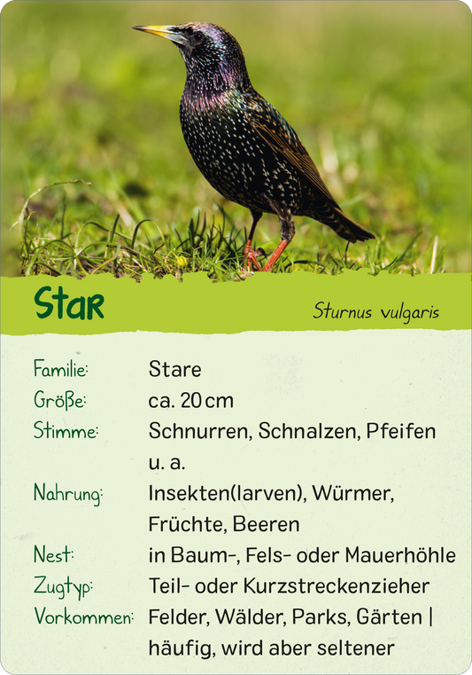 Naturforscher-Kids – Vögel