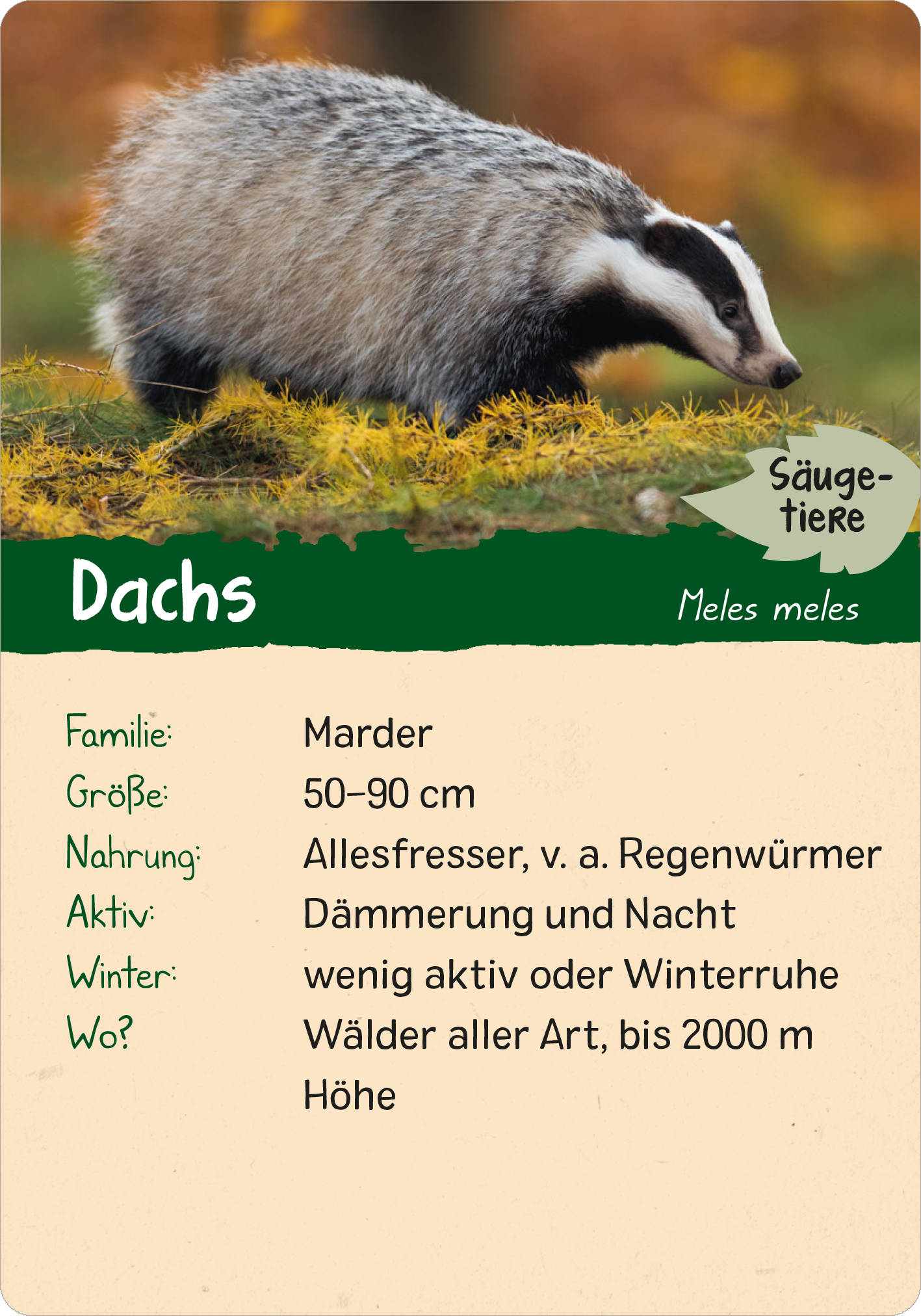 Naturforscher-Kids – Wald