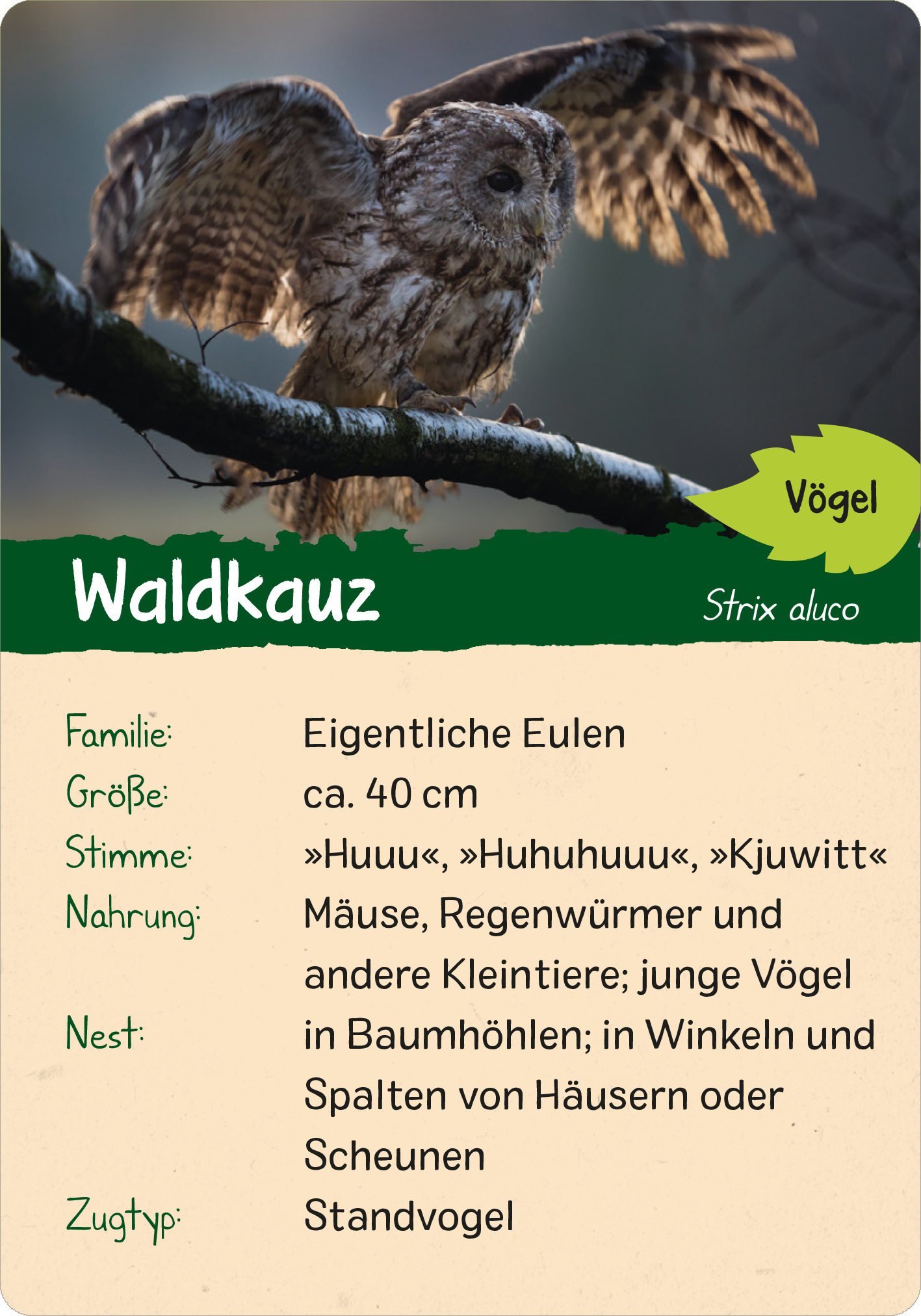 Naturforscher-Kids – Wald