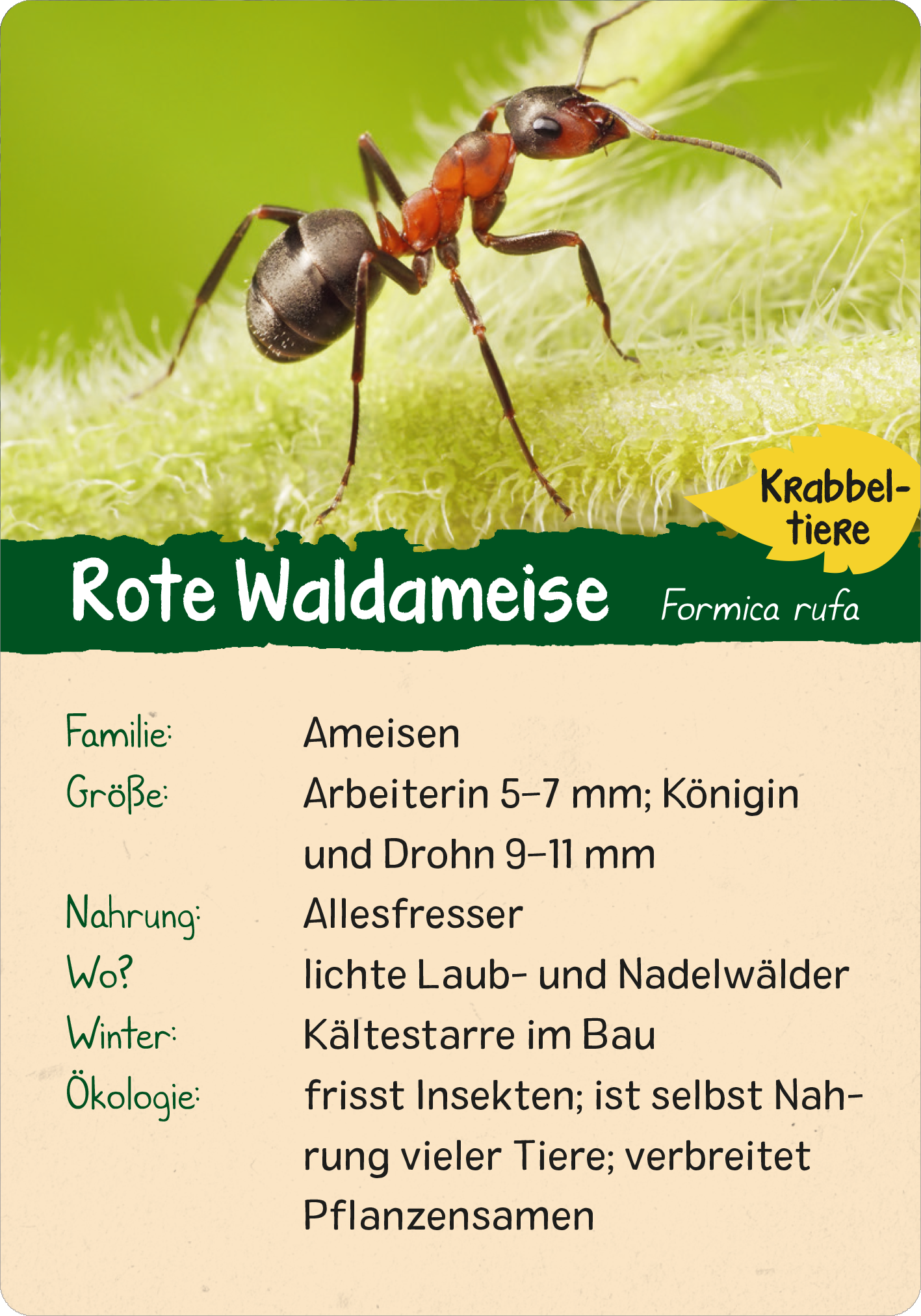 Naturforscher-Kids – Wald