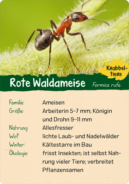 Naturforscher-Kids – Wald