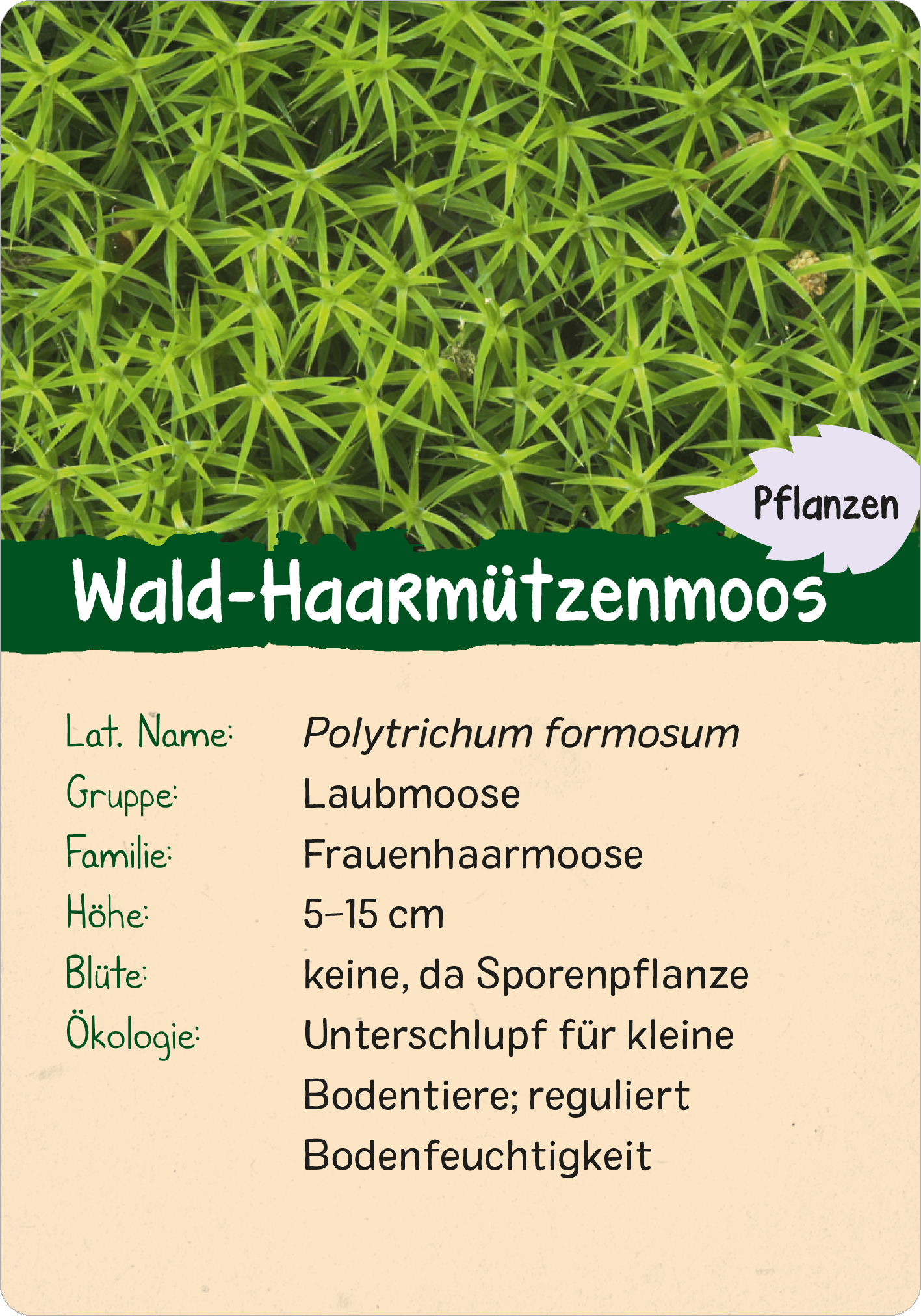 Naturforscher-Kids – Wald