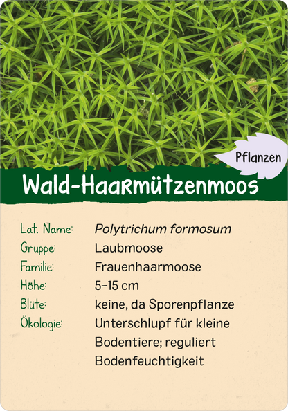 Naturforscher-Kids – Wald