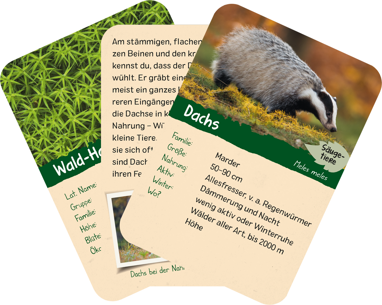 Naturforscher-Kids – Wald