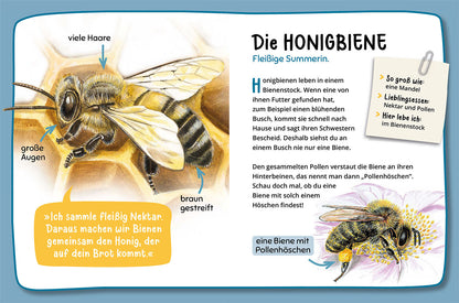 MEIN ERSTER NATURFÜHRER WAS KRABBELT DENN DA?