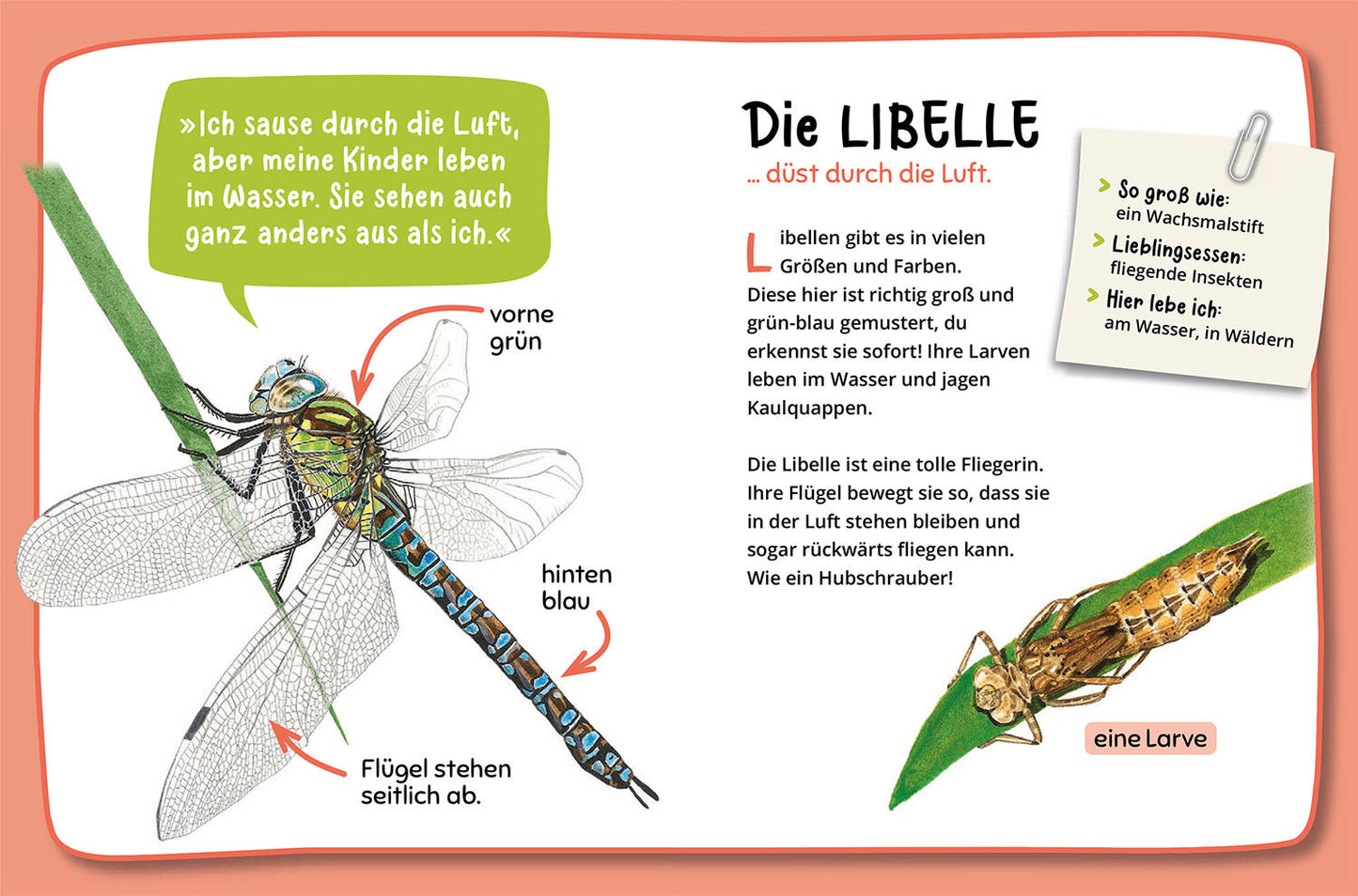 MEIN ERSTER NATURFÜHRER WAS KRABBELT DENN DA?