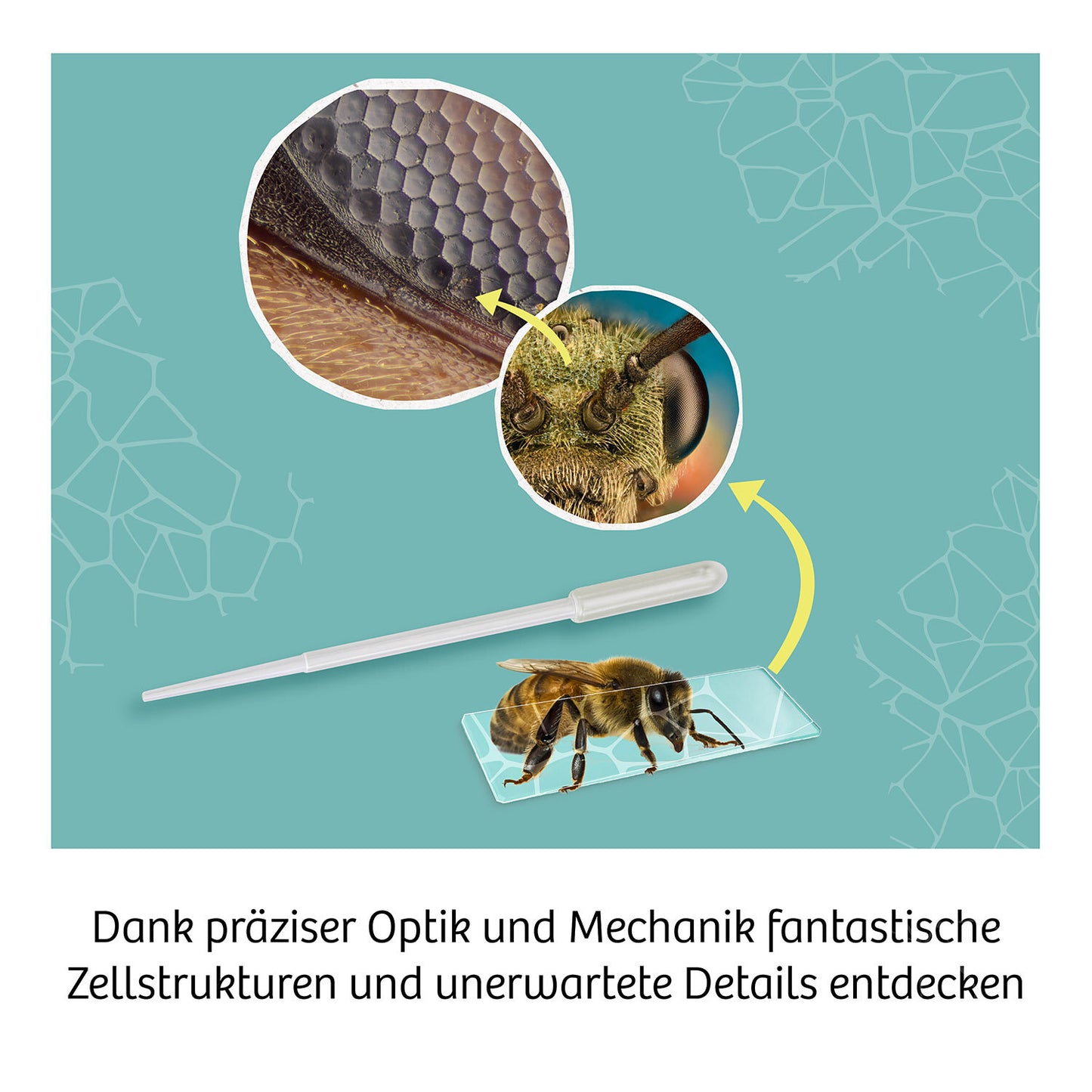 Kosmos Mikroskop Schülermikroskop mit exakter Mechanik