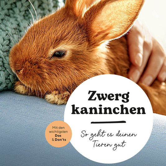 ZWERGKANINCHEN